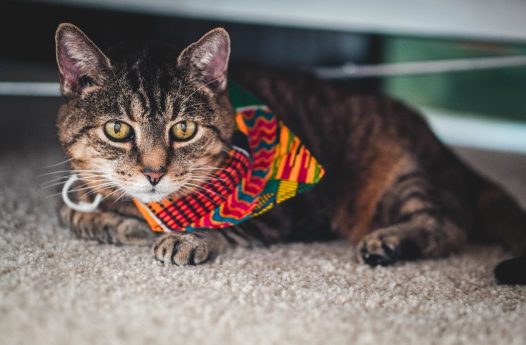 Cat in Beaux's Ties bandana