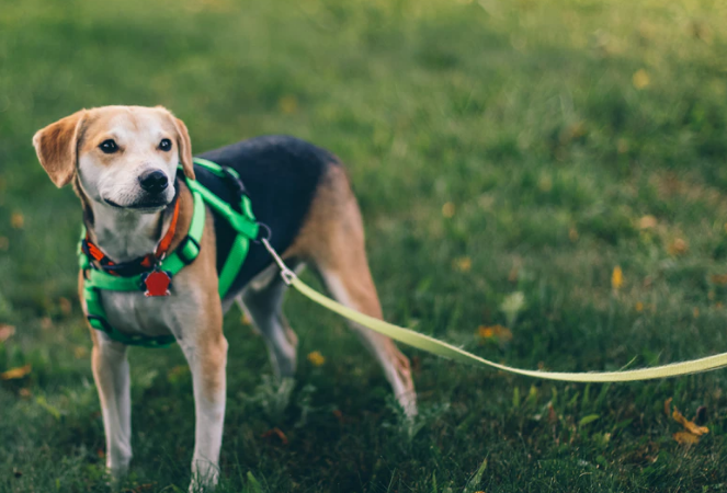 Pet Collars & Leashes